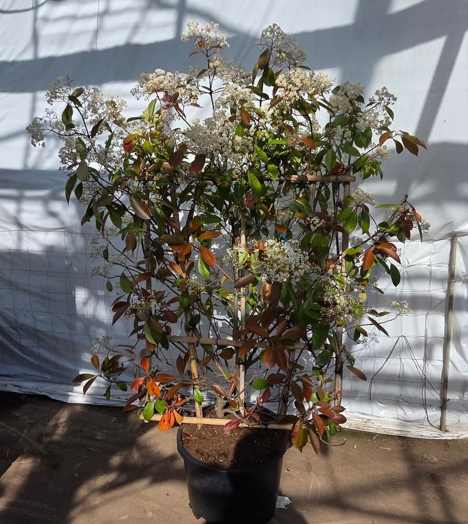 Photinia Fraseri Red Robin Leiboom Glansmispel, Vaste plant, Halfschaduw, Lente, Ophalen