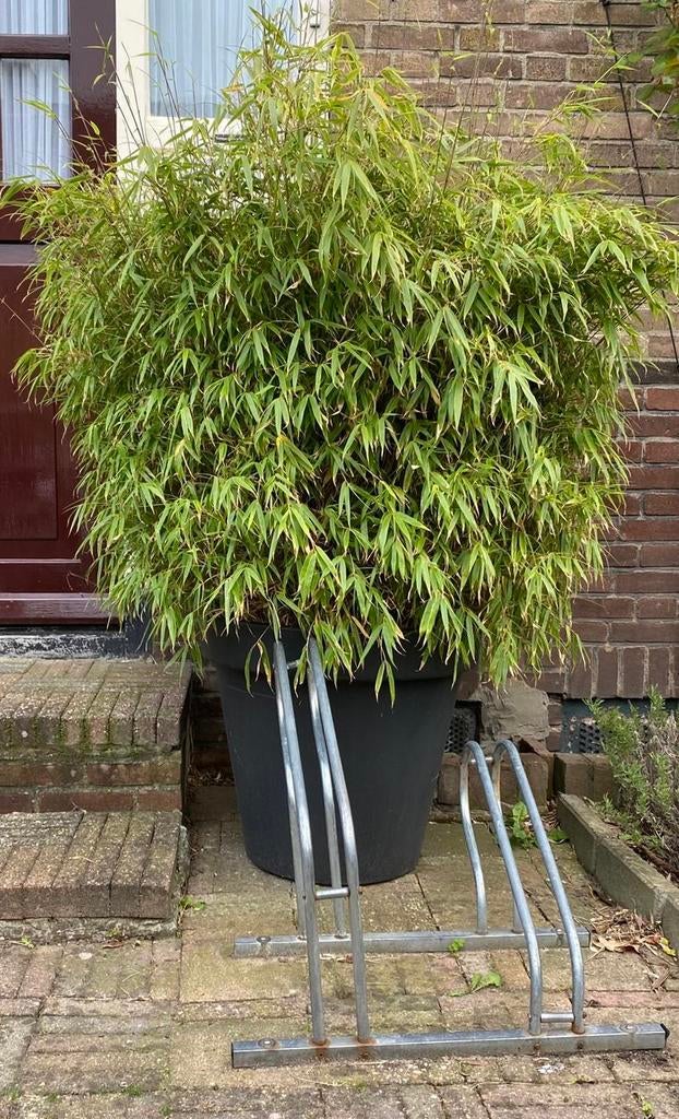 Grote bamboeplant met pot., Tuin en Terras, Planten | Bomen, Bloeit niet, Overige soorten, 100 tot 250 cm, Ophalen