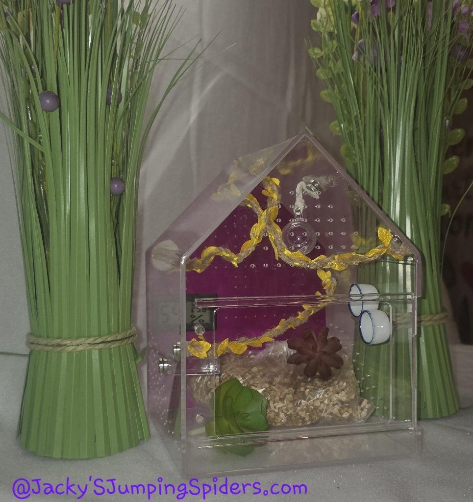 SpringSpin Terrarium, Dieren en Toebehoren, Spin of Schorpioen