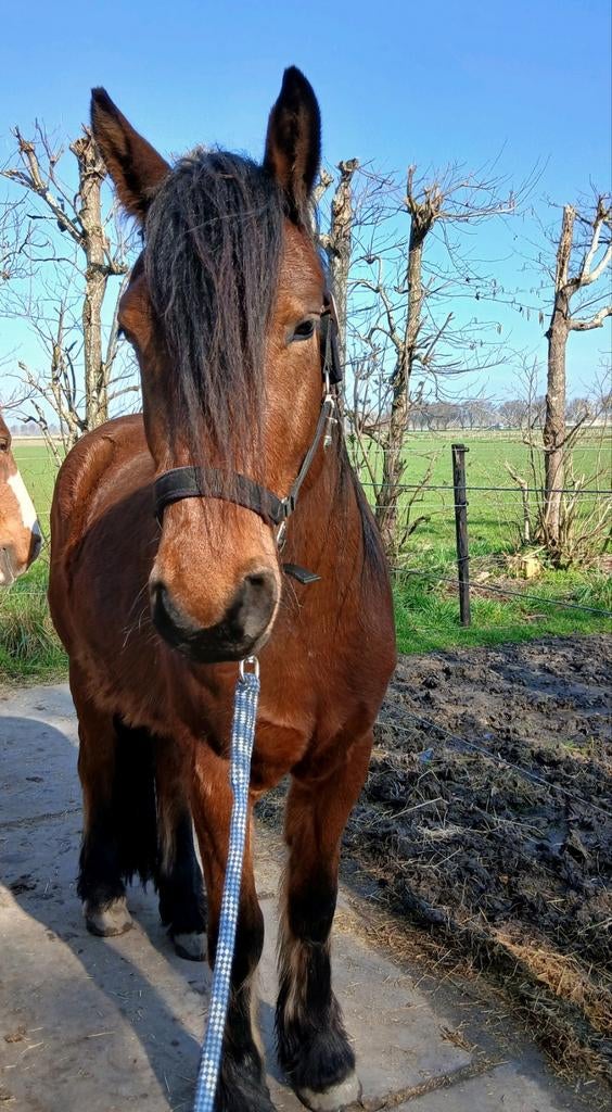 Teddy zoekt een fanatieke verzorgster met veel ervaring., Dieren en Toebehoren, Ophalen, Nieuw