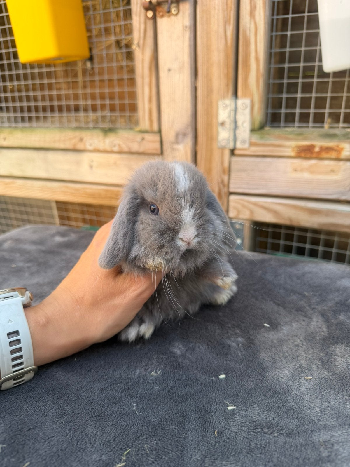 Knappe raszuivere minilop konijntjes, Dieren en Toebehoren, Meerdere dieren, Dwerg, Hangoor, 0 tot 2 jaar