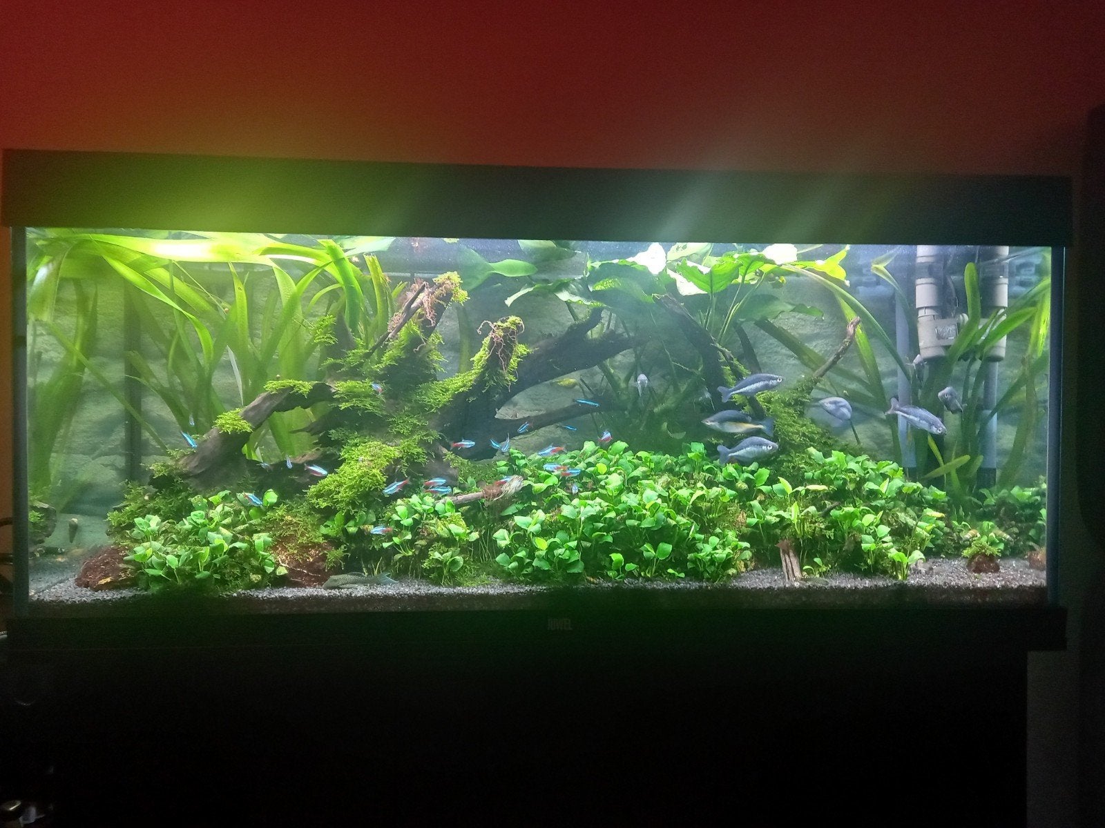 Juwel Rio 240 ( compleet ), Ophalen, Juwel, Inclusief deksel, Gevuld zoetwateraquarium