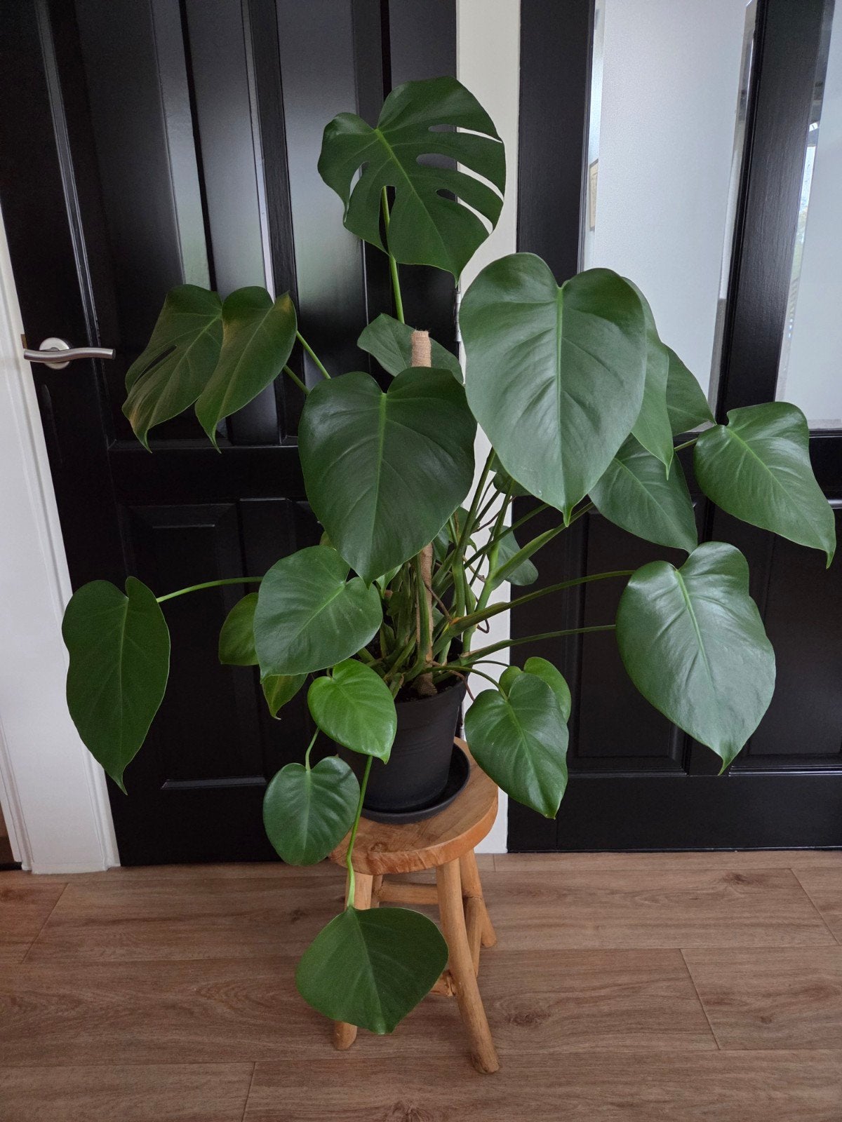prachtige Monstera plant.  makkelijk te verzorgen, Huis en Inrichting, Ophalen