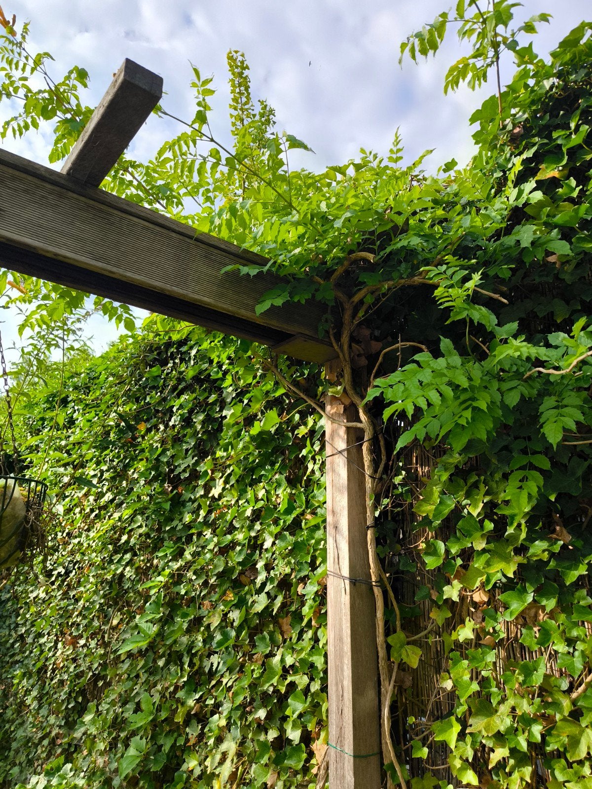 trompetter plant, Tuin en Terras, Planten | Bomen, Ophalen, Volle zon, Overige soorten, Minder dan 100 cm