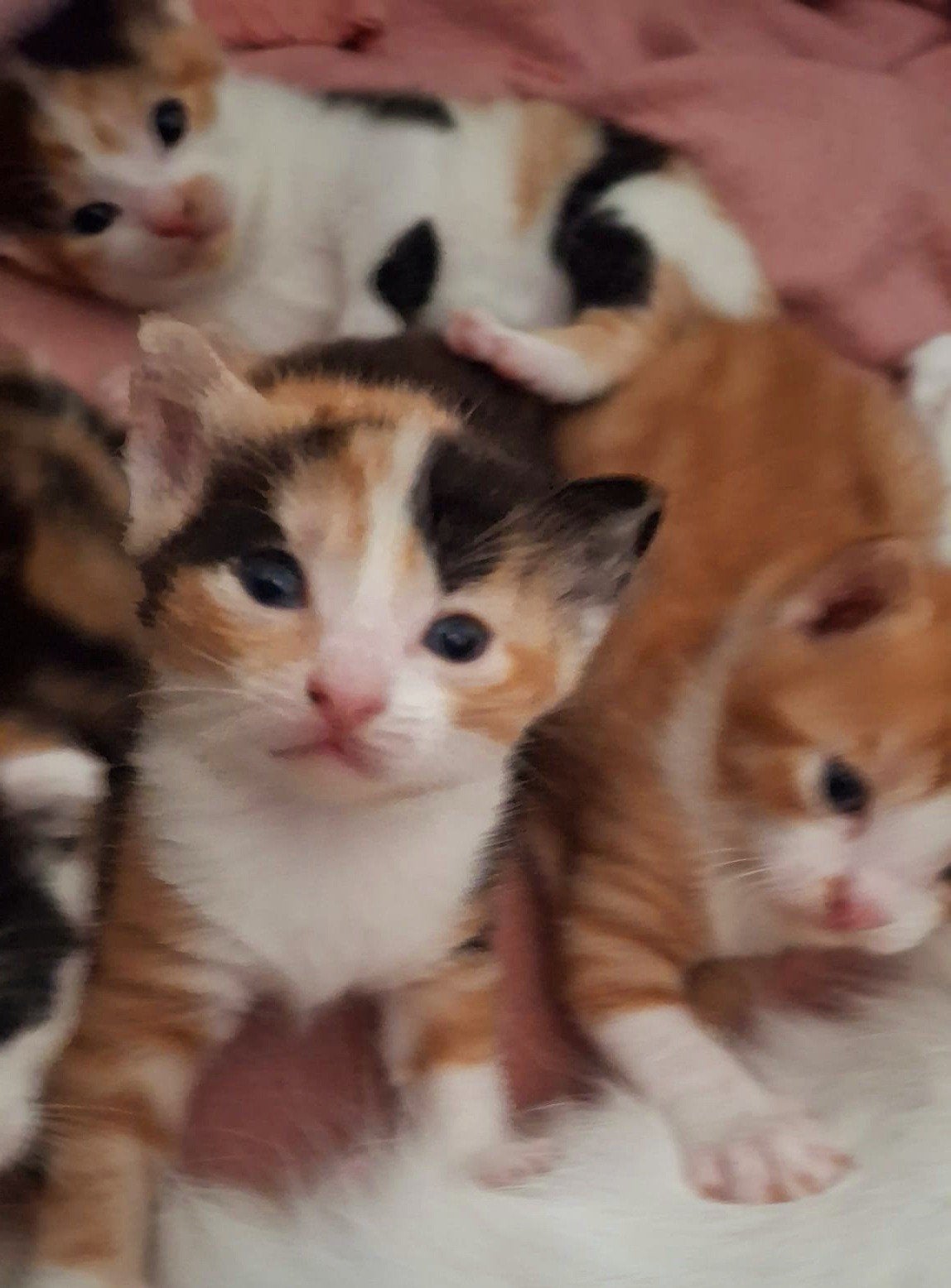 4 prachtige Europese korthaar kittens, Dieren en Toebehoren, Katten en Kittens | Raskatten | Korthaar, Meerdere dieren, Ontwormd