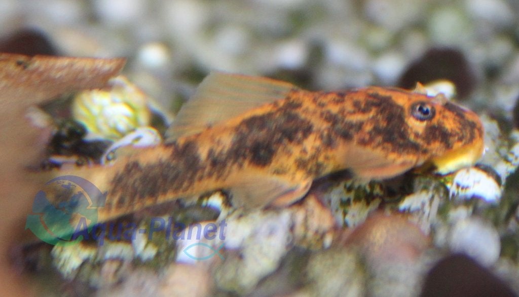 Ancistrus spec. "Calico", Vis, Zoetwatervis