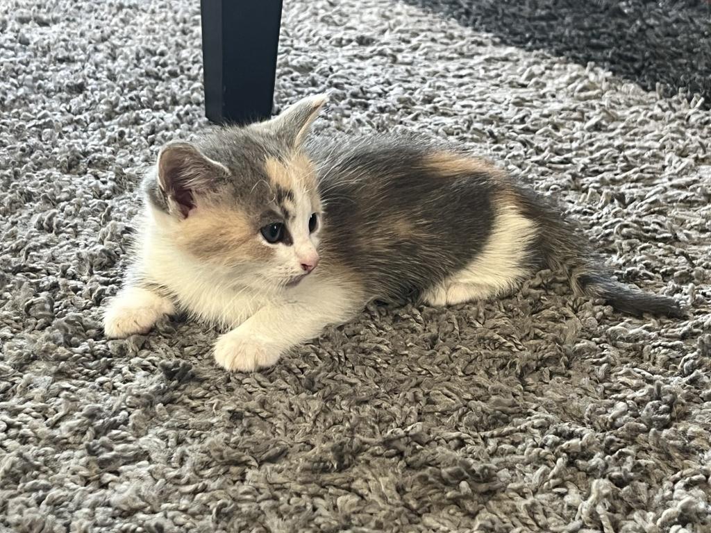 Te koop poesjes, Poes, Ontwormd, 0 tot 2 jaar