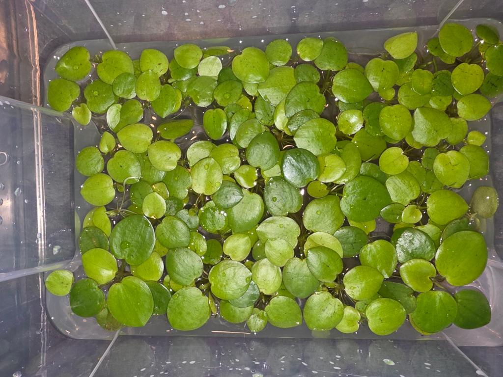 Drijfplanten, Ophalen of Verzenden, Overige soorten, Volle zon