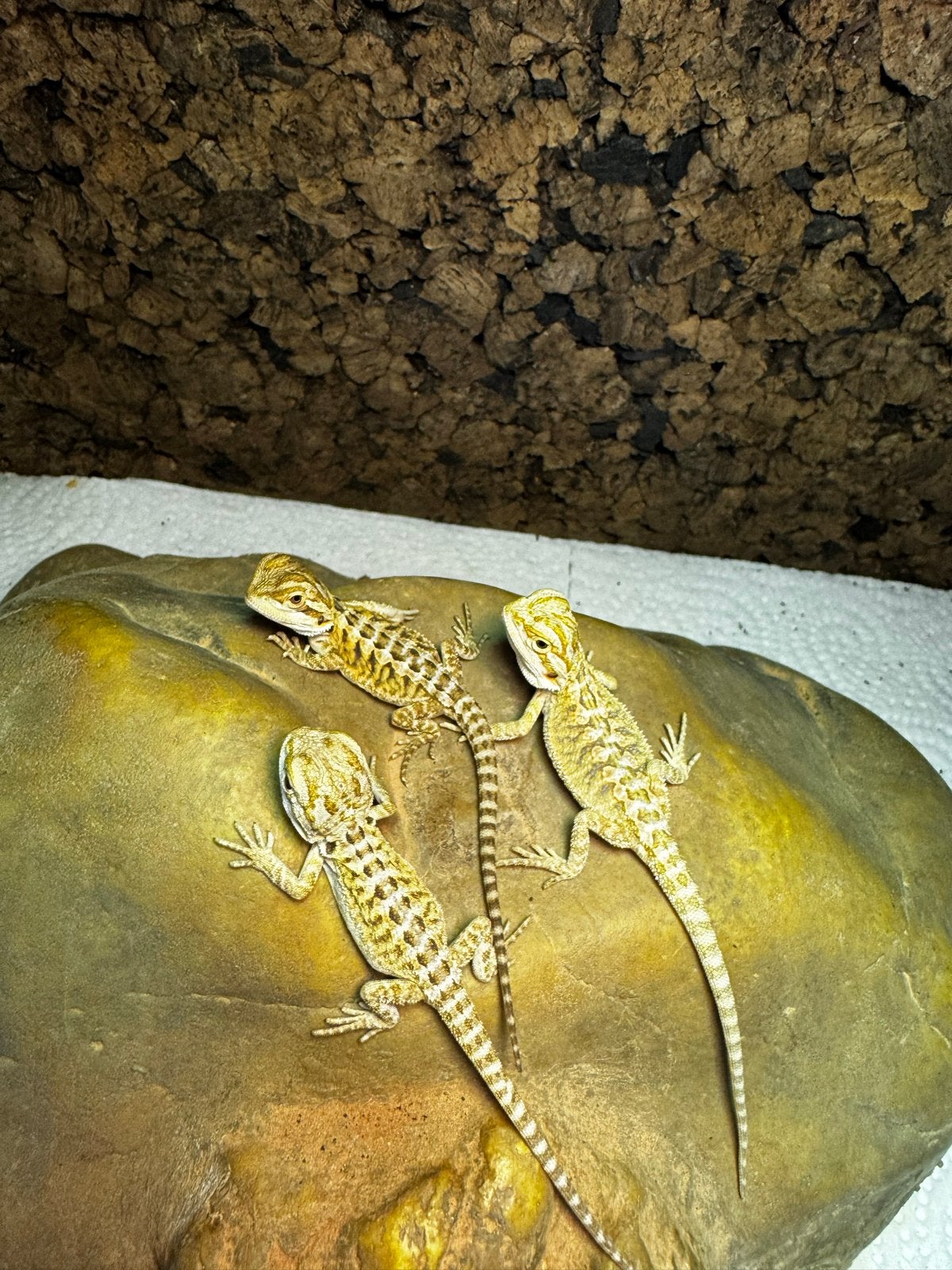 Baby baardagamen, Dieren en Toebehoren, Reptielen en Amfibieën, Overige soorten, Tam, 0 tot 2 jaar