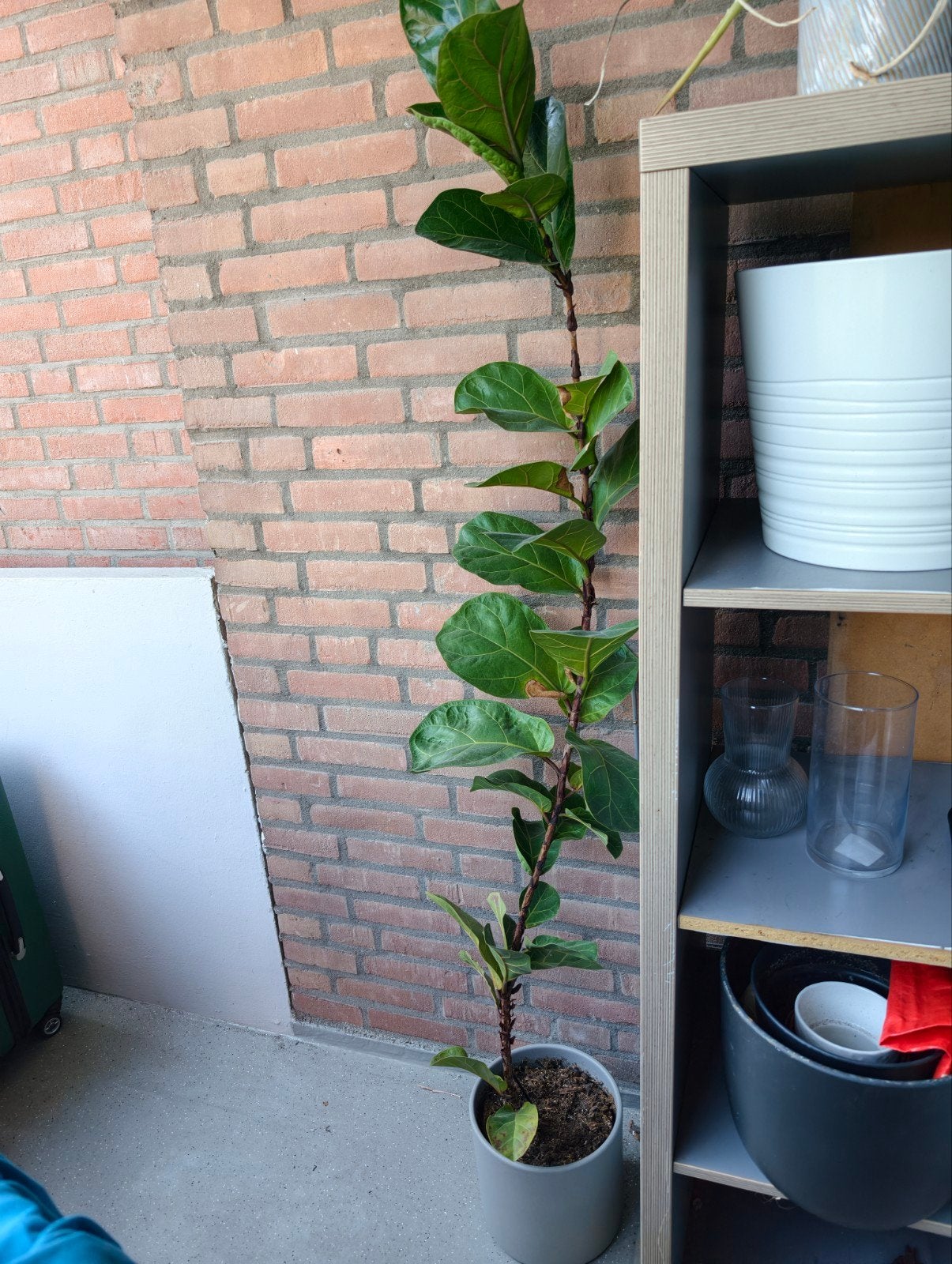 Grote Ficus Lyrata (Tabaksplant) in pot, Ophalen, Ficus, In pot, Halfschaduw