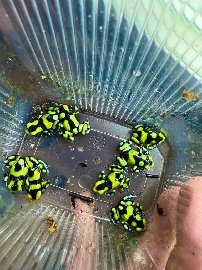 Dendrobates Auratus "Capurgana", Dieren en Toebehoren, Overige soorten