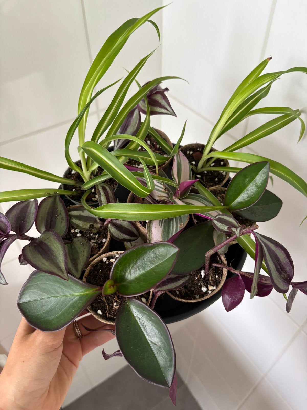 11 baby kamerplanten te koop, Huis en Inrichting, Kamerplanten, Ophalen, Halfschaduw, Minder dan 100 cm