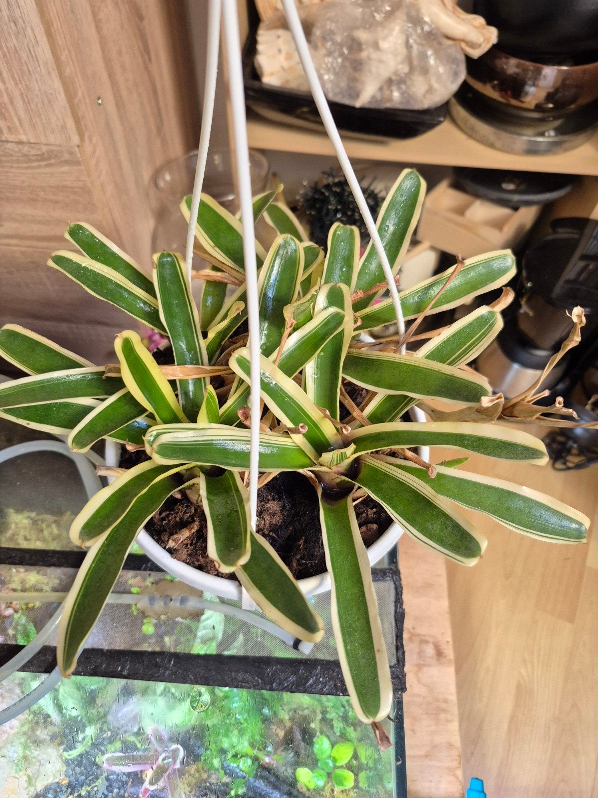 Bromelia met pot, Dieren en Toebehoren, Reptielen en Amfibieën | Toebehoren, Ophalen of Verzenden