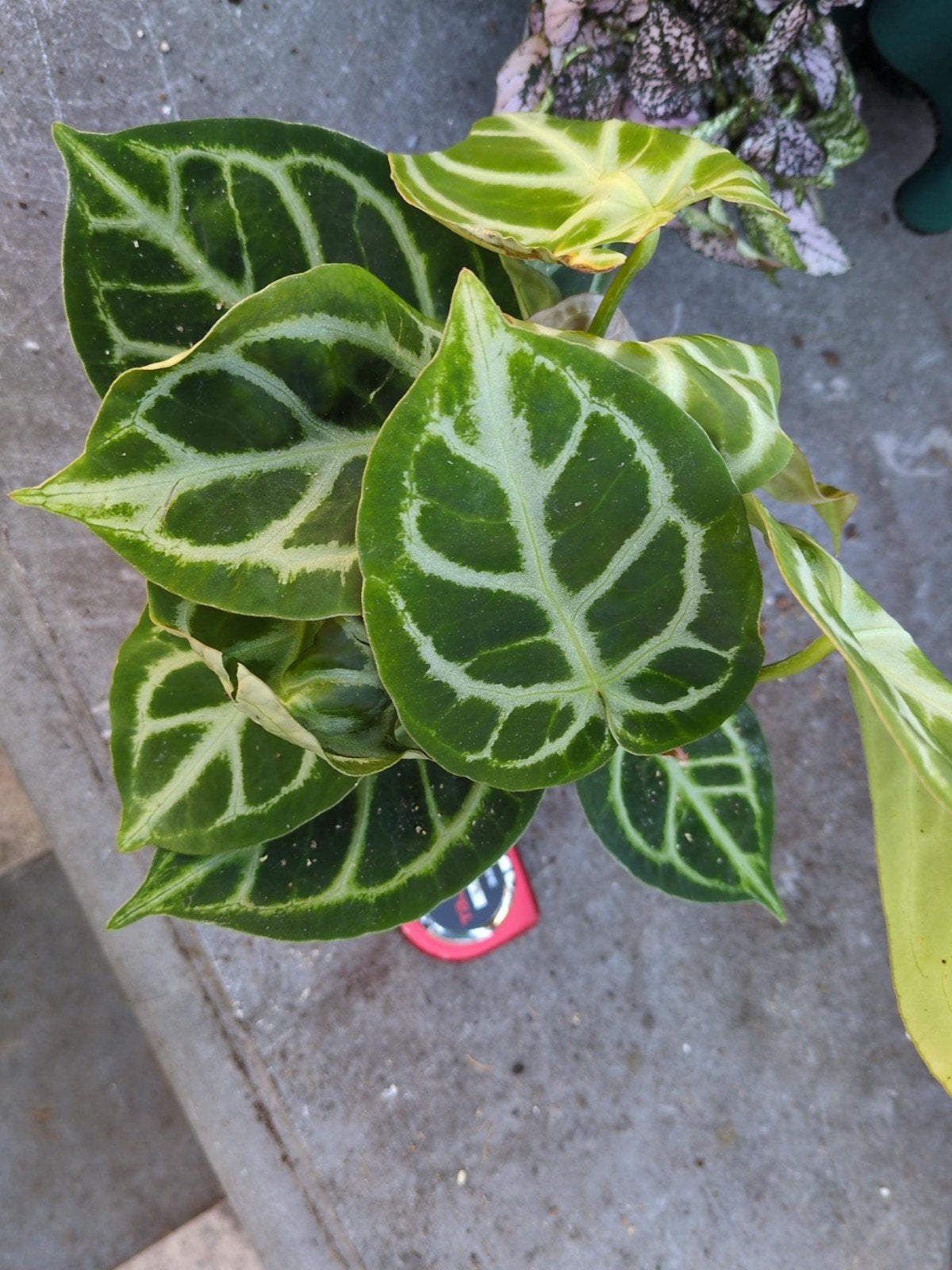 Anthurium Crystallinum in 11cm pot, Ophalen, Halfschaduw, Minder dan 100 cm