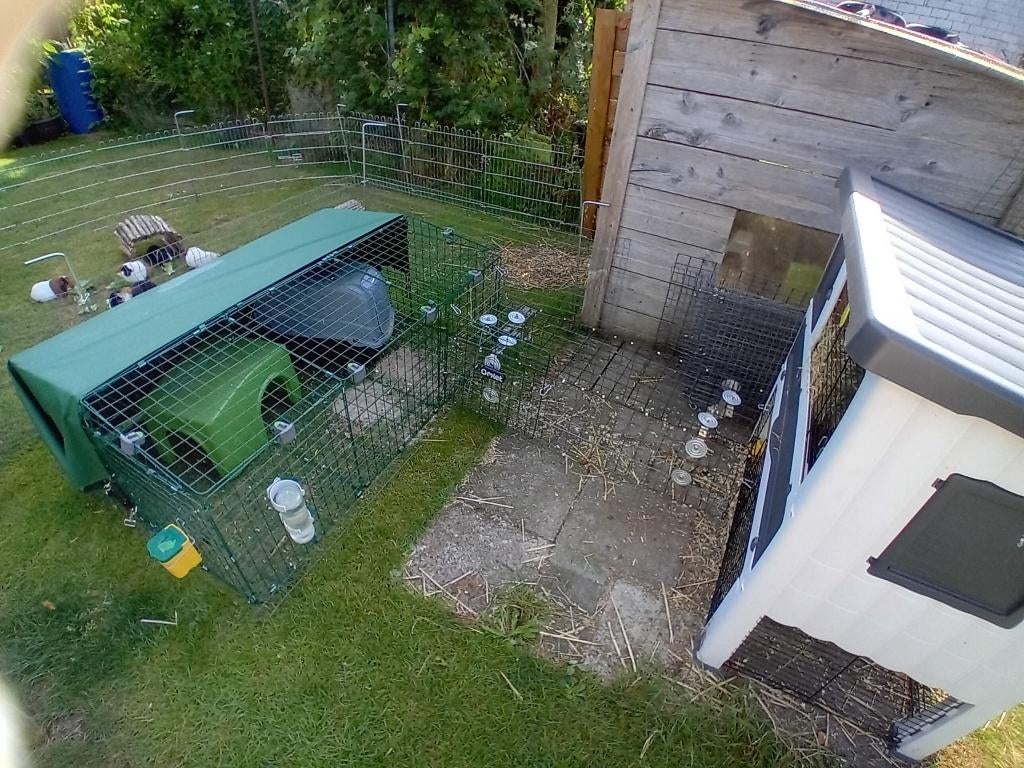 Cavia, Konijn, Rat, Hamster, Muis, Gerbil Knaagdieren opvang, Dieren en Toebehoren, Knaagdieren, Mannelijk, Januari, Overige typen