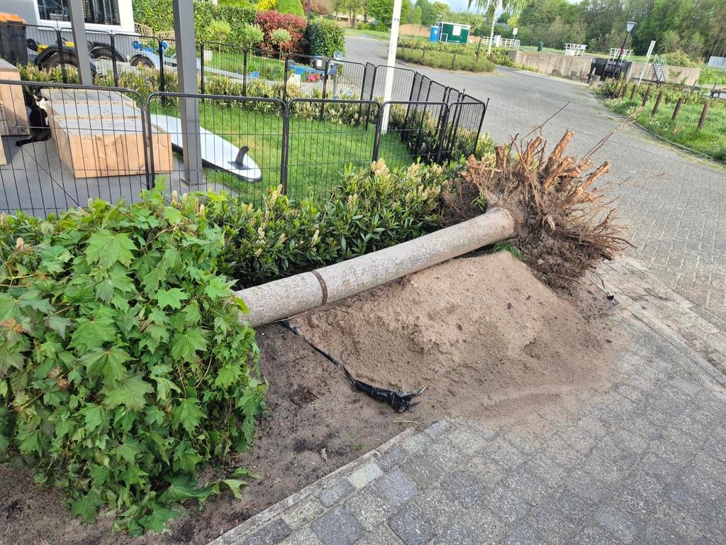 Boom voor brandhout - gratis afhalen en zelf in stukke zagen, 3 tot 6 m³, Ophalen, Overige houtsoorten, Stammen
