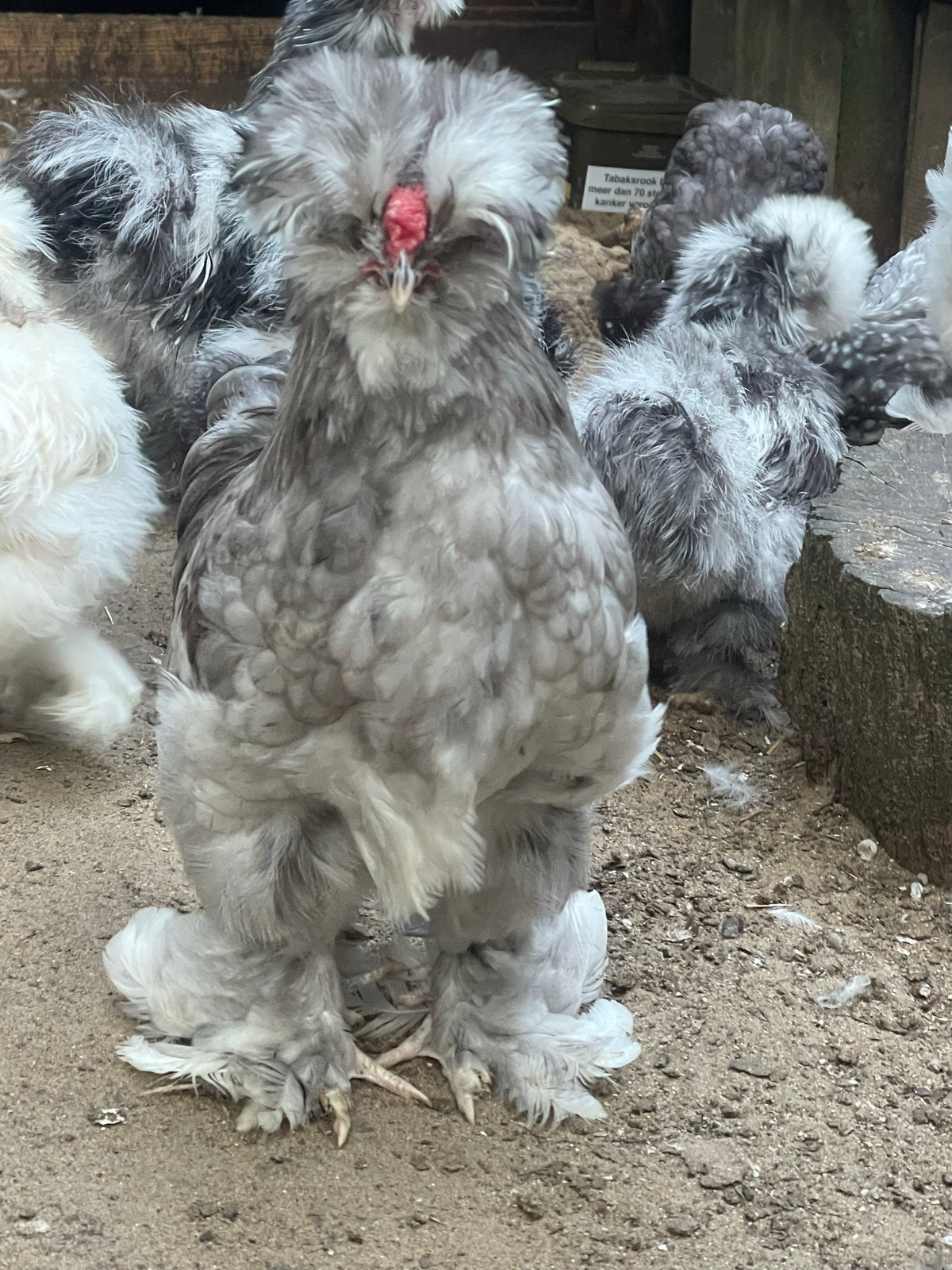 Blauw mottled zijdehoen haan, Mannelijk, Kip