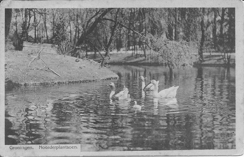 Oude ansichtkaart Groningen Noorderplantsoen met zwanen, Ophalen of Verzenden, Voor 1920, Gelopen, Groningen