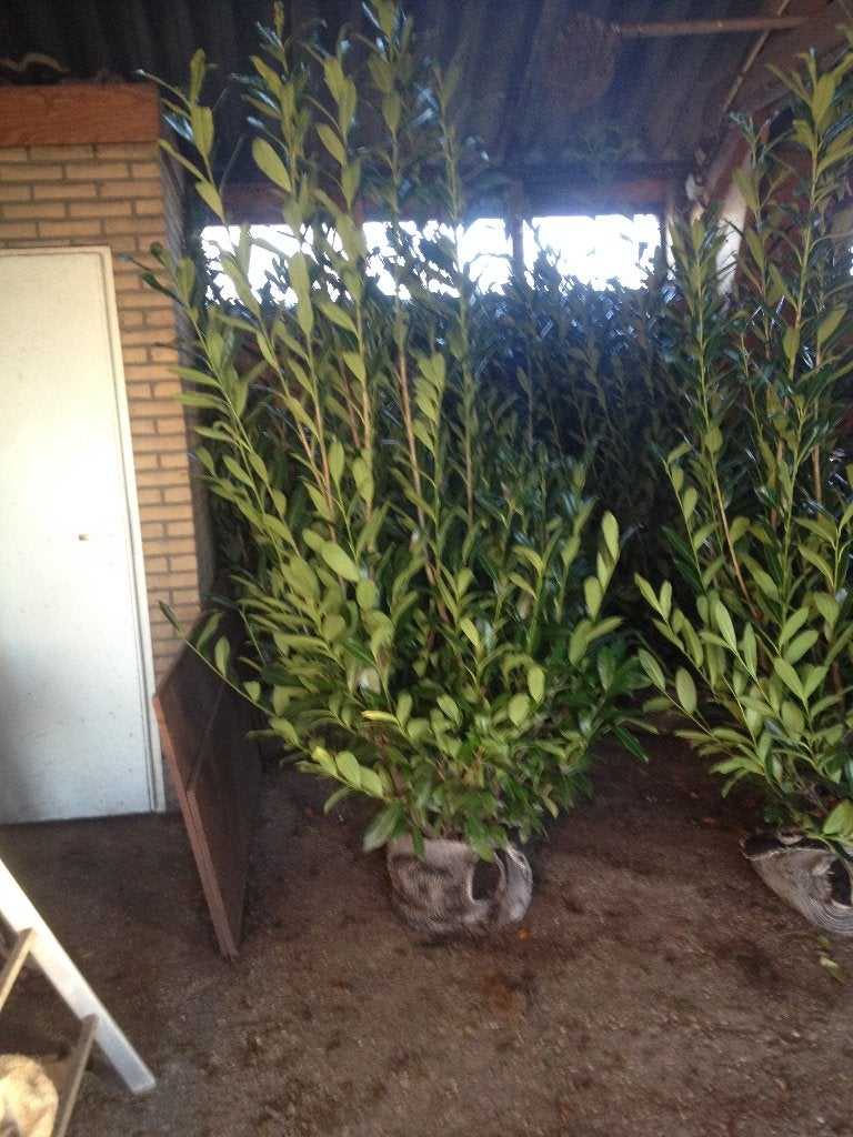 Prunus laurocerasus 'Caucasica' (Laurierhaag) in div. maten, Vaste plant, Bloeit niet, Halfschaduw, Ophalen