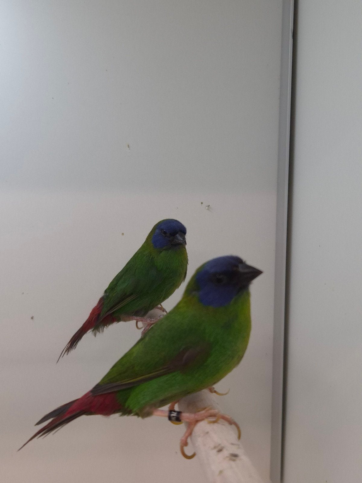 2-0 Driekleur papagaai amadines, Dieren en Toebehoren, Vogels | Overige Vogels, Mannelijk, Tropenvogel, Geringd