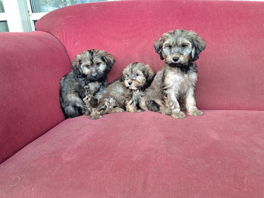 Prachtige maltipoo pups  ( 3 teefjes ), Dieren en Toebehoren, Maltezer, Nederland, CDV (hondenziekte), 8 tot 15 weken