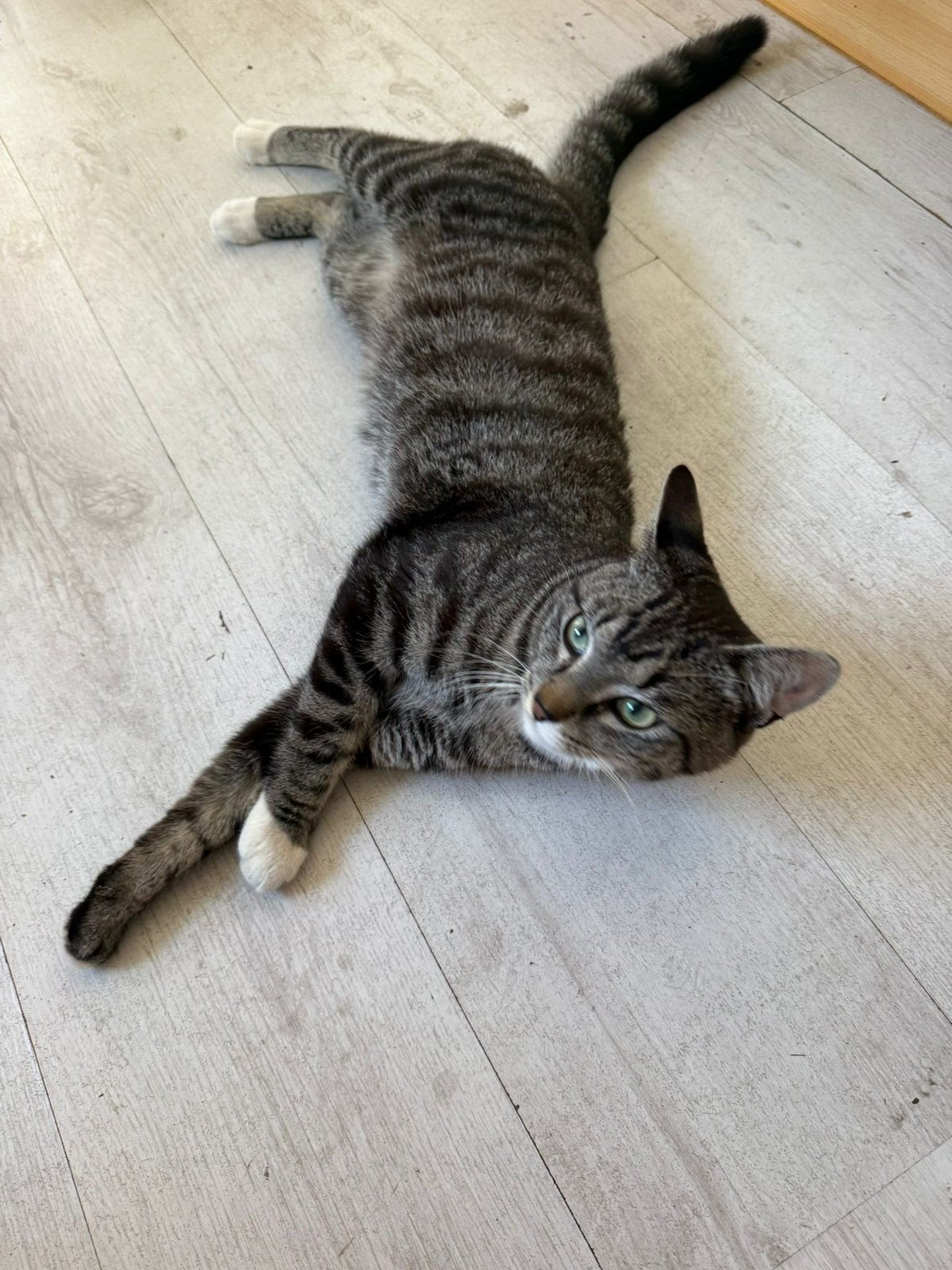 Kater, Kater
