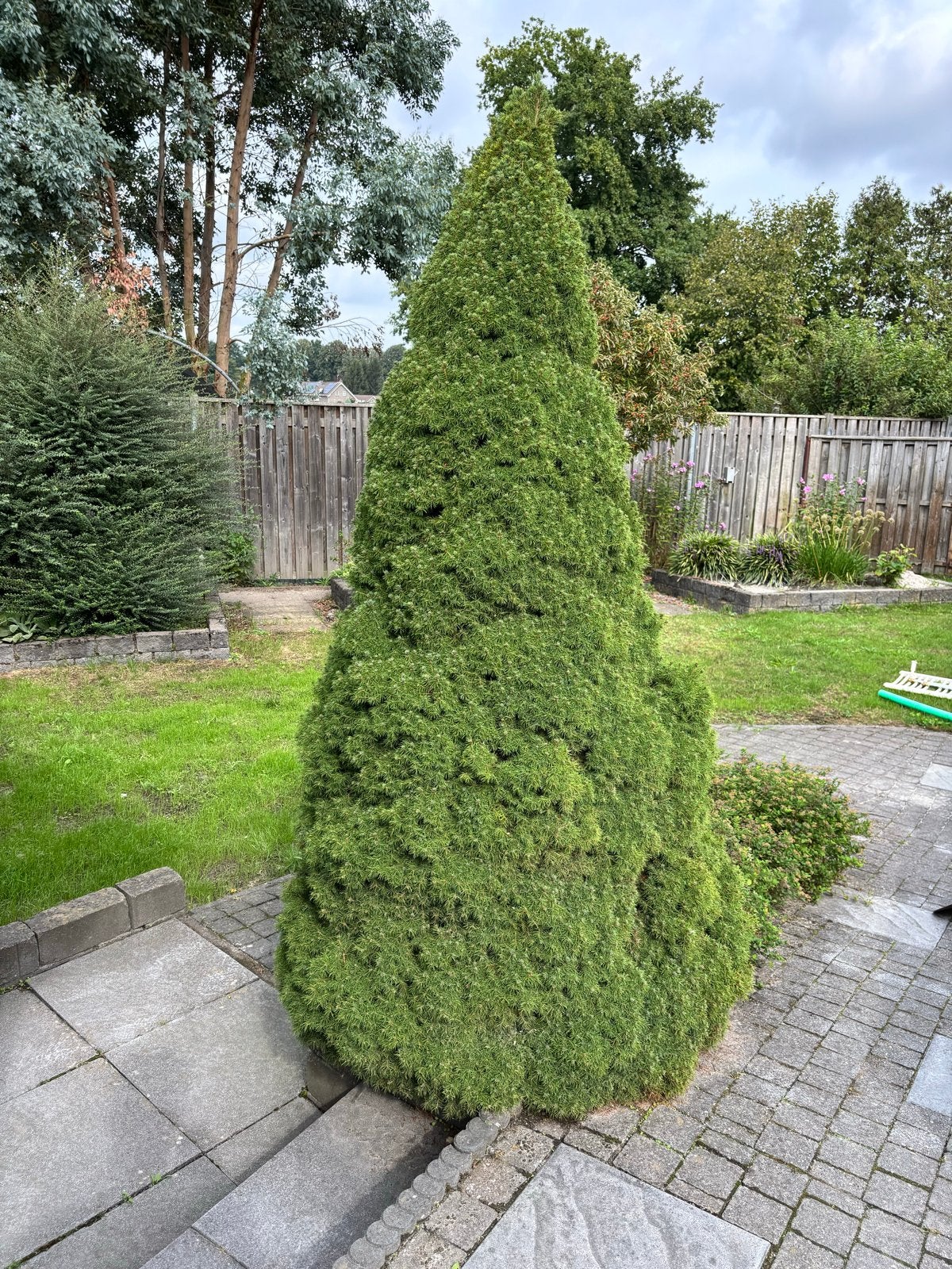 Dwergspar (Picea glauca 'Conica'), Bloeit niet, Overige soorten, 100 tot 250 cm, Ophalen