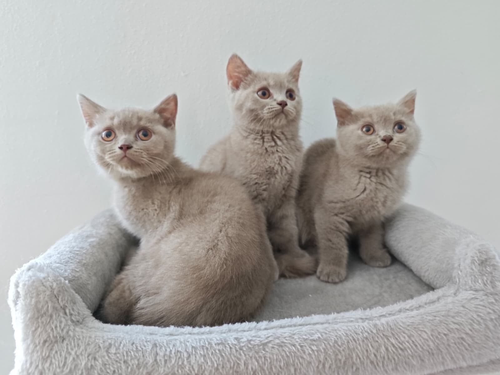 Brits Britse korthaar kittens Lilac, Dieren en Toebehoren, Meerdere dieren, Gechipt, 0 tot 2 jaar