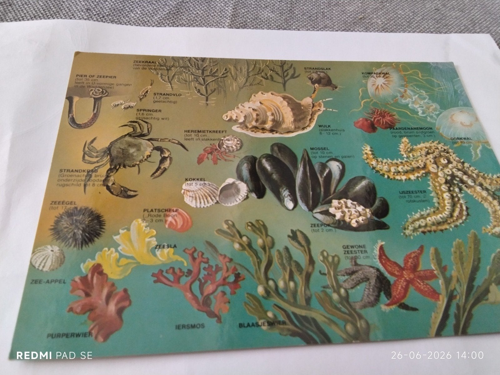 Ansichtkaart : Dieren en planten langs de kust, Ophalen of Verzenden, Natuur en Biologie
