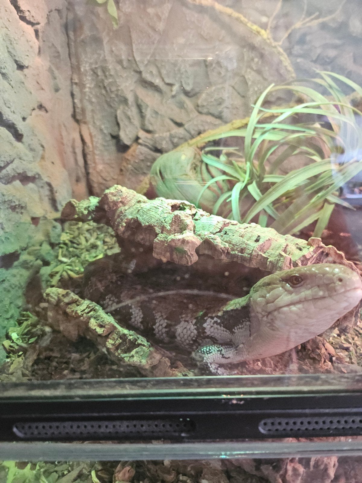 blauwtongskink met terrarium, Dieren en Toebehoren, Reptielen en Amfibieën, Slang, Met terrarium, 0 tot 2 jaar