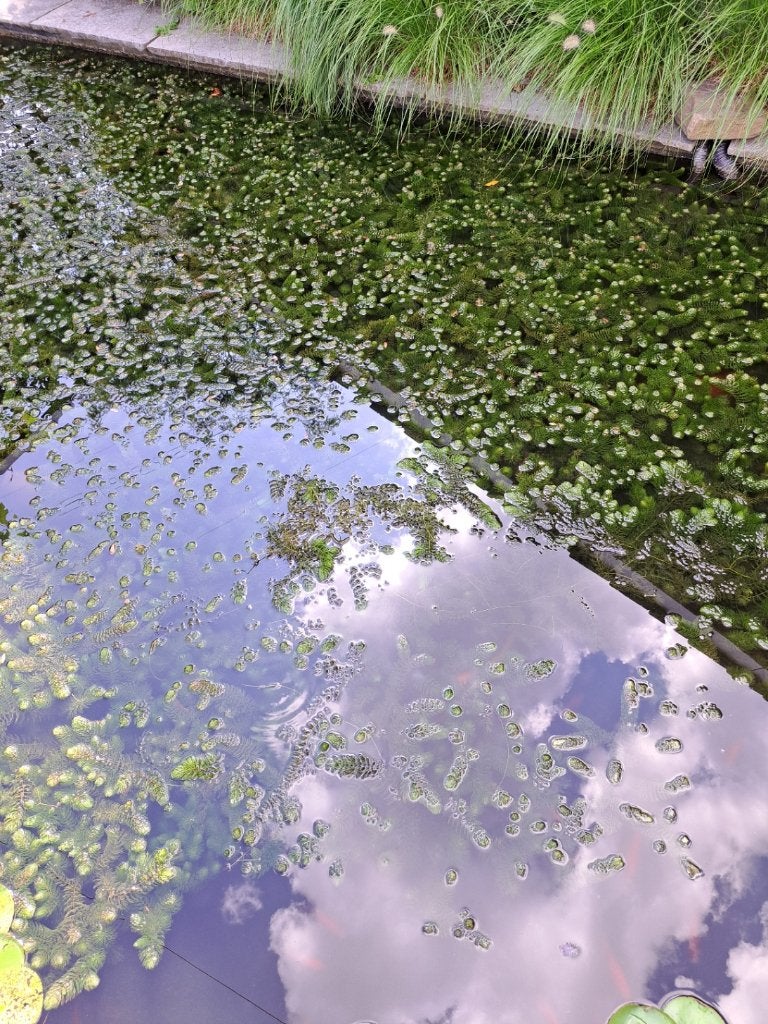 Hoornblad zuurstofplant (VIJVER), Tuin en Terras, Vijvers, Ophalen, Nieuw