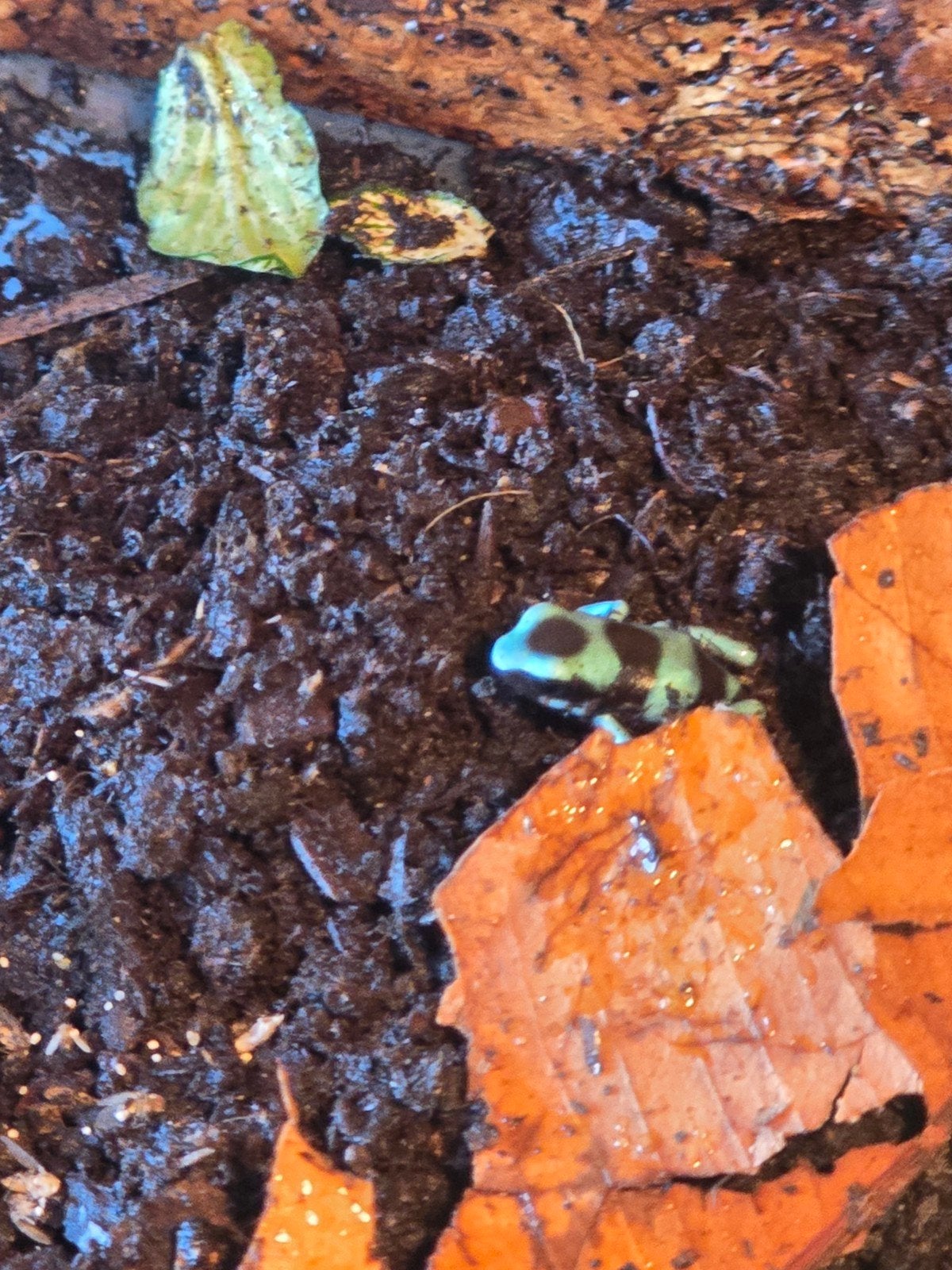 dendrobates Frog photo 2