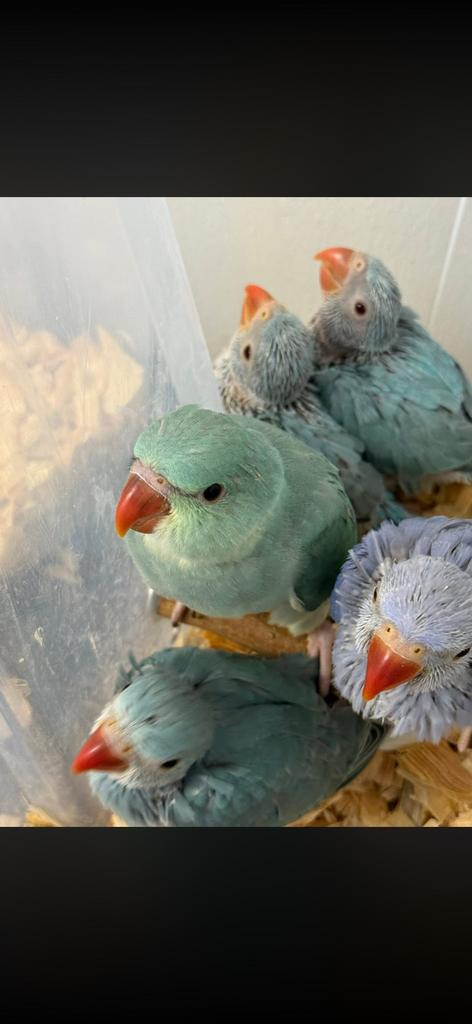 halsband parkieten, Dieren en Toebehoren, Meerdere dieren, Parkiet, Tam