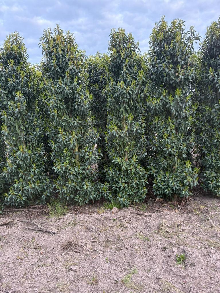 20 portugese laurieren 200/225 cm, Ophalen, Laurier, 100 tot 250 cm