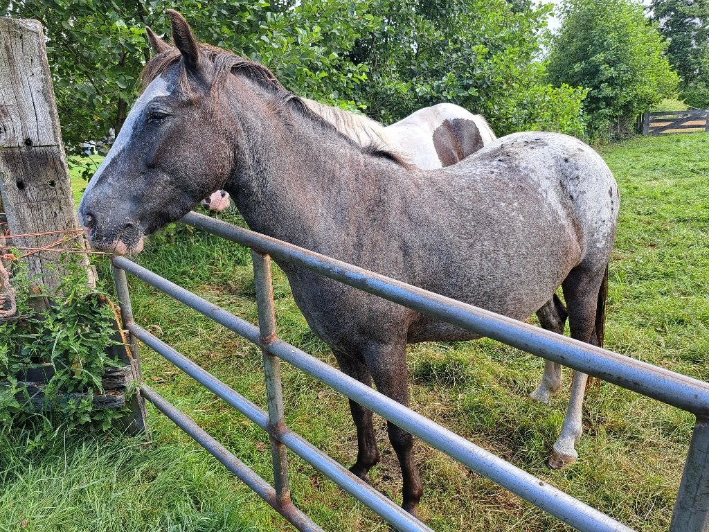 Grote Welsh pony, Dieren en Toebehoren, Merrie, Niet van toepassing, D pony (1.37m tot 1.48m), 3 tot 6 jaar