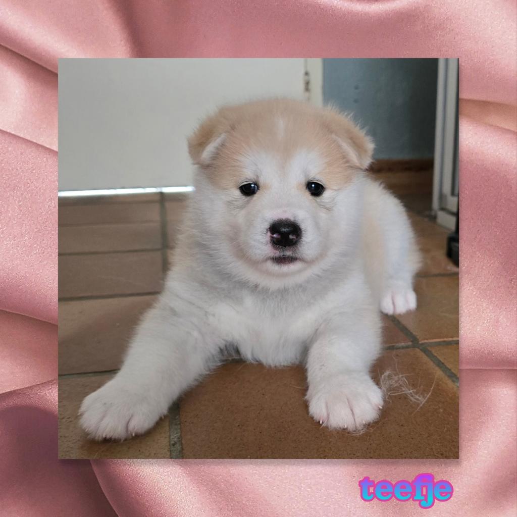 GEBOREN !!! Pups  Alaskan Malamute ..Jap.Akita x Samojeed, Dieren en Toebehoren, Honden | Poolhonden, Keeshonden en Oertypen, Parvo