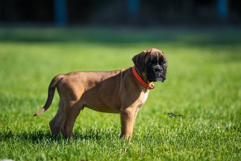 Boxer puppy's, Nederland, Overige rassen, 8 tot 15 weken, Parvo