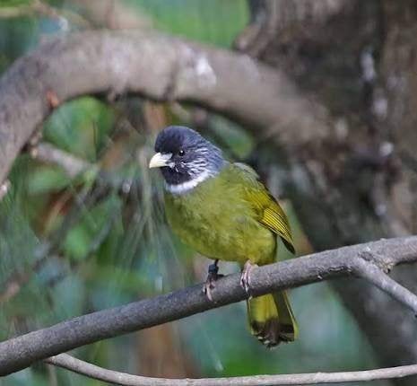Vinksnavel Buulbuul, Dieren en Toebehoren, Meerdere dieren, Tropenvogel, Geringd