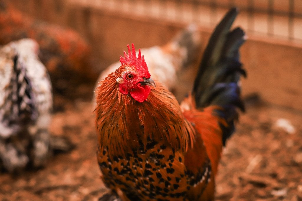 Rustige kleine kriel kippen | Sabelpoot krielkip, Meerdere dieren, Kip