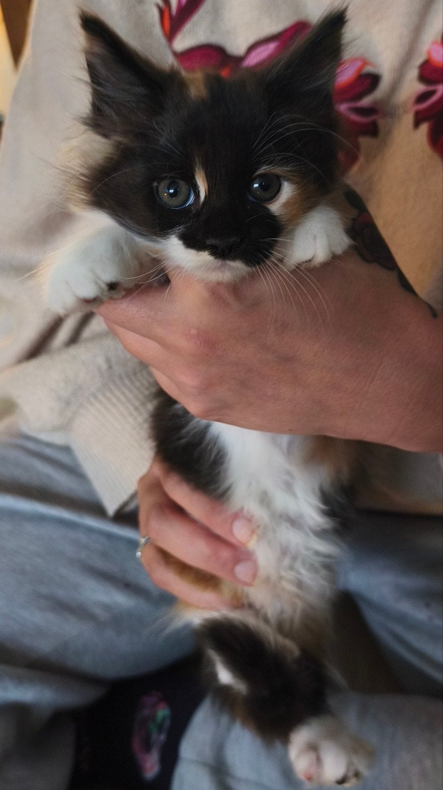 maine Coon kittens, Meerdere dieren, Langharig, 0 tot 2 jaar