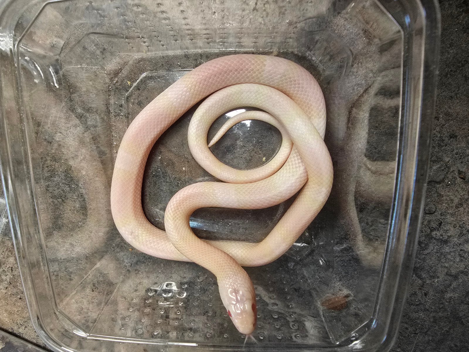 Lampropeltis triangulum hondurensis – DIVERSE BIJZONDERE MOR Milk Snake photo 6