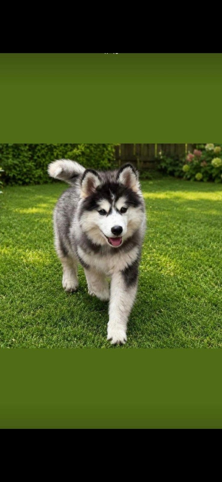 Husky pups, Dieren en Toebehoren, 15 weken tot 1 jaar, Meerdere dieren, Eén hond, Nederland