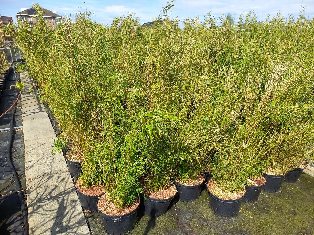 niet woekerende bamboe Fargesia black pearl, Volcano,  Simba, Tuin en Terras, Planten | Tuinplanten, Overige soorten, Halfschaduw