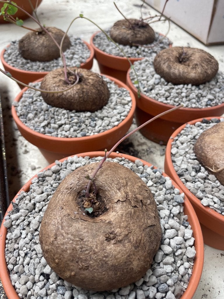 Caudex Stephania Cepharantha Hayata in de 15cm schaal., Overige soorten, In pot, Minder dan 100 cm, Bloeiende kamerplant