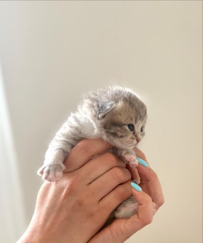 Britse korthaar kittens, Dieren en Toebehoren, Katten en Kittens | Overige Katten, Meerdere dieren