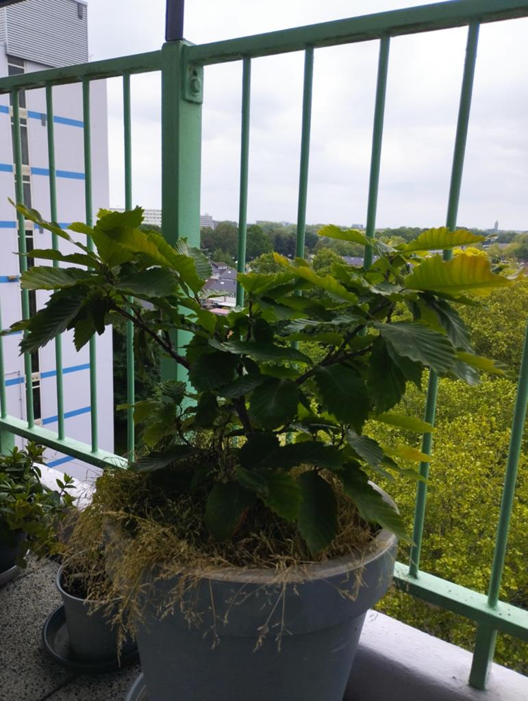 Tamme Kastanje Boom(pjes),  Castanea sativa., Ophalen, Volle zon, Vaste plant, Bloeit niet