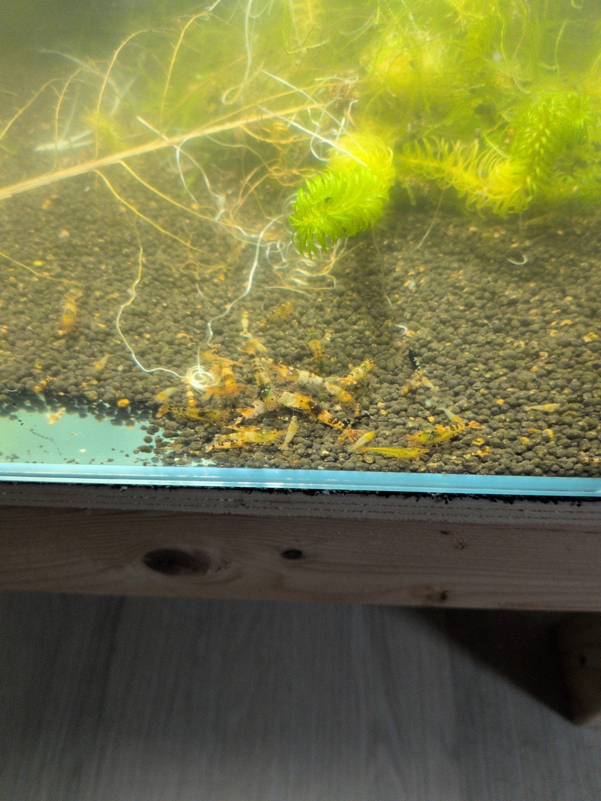 garnalen mix, Dieren en Toebehoren, Vissen | Aquariumvissen
