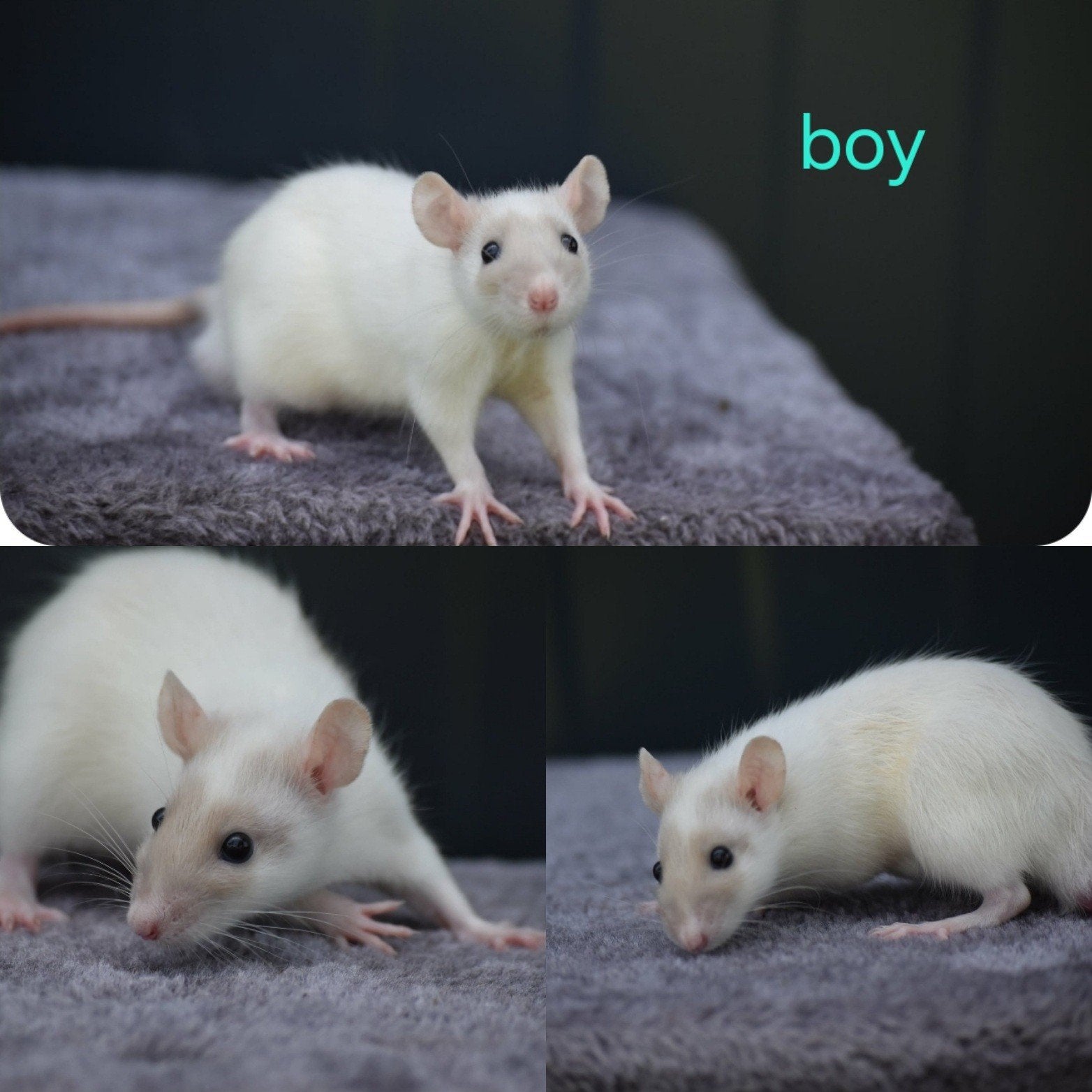Deze rattery knabbelhoek kindjes zoeken thuisje!, Rat, April, Meerdere dieren, Tam