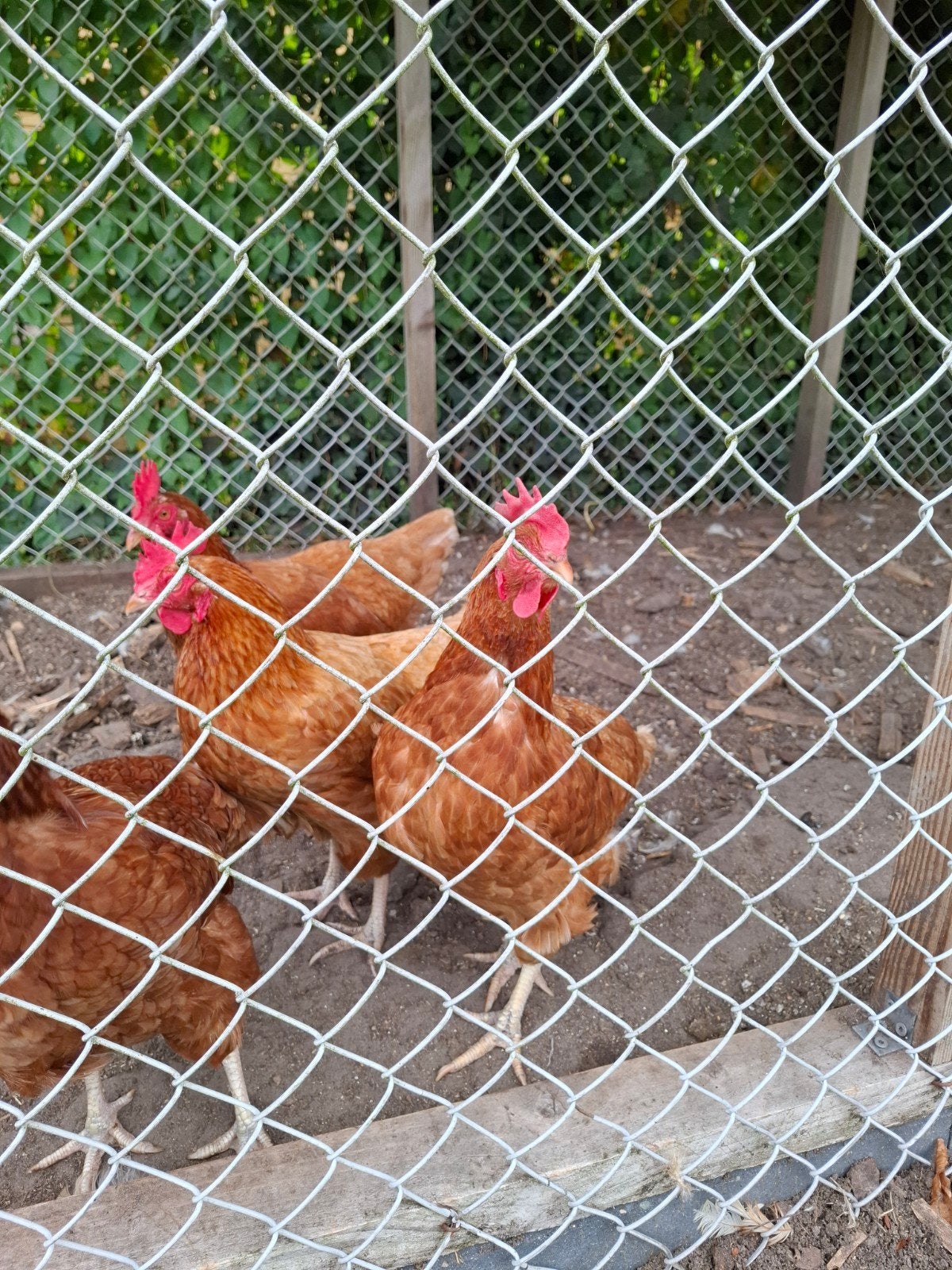 5 isa Brown kippen.., Dieren en Toebehoren, Pluimvee, Vrouwelijk, Kip