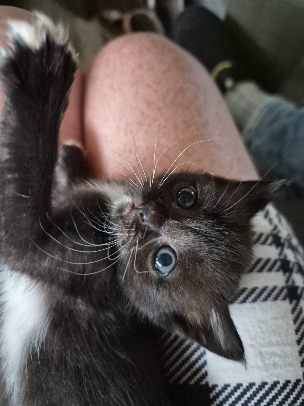 geboren 14 juni kittens nog 1 katertje, Dieren en Toebehoren, Katten en Kittens | Raskatten | Korthaar, Meerdere dieren, Ontwormd